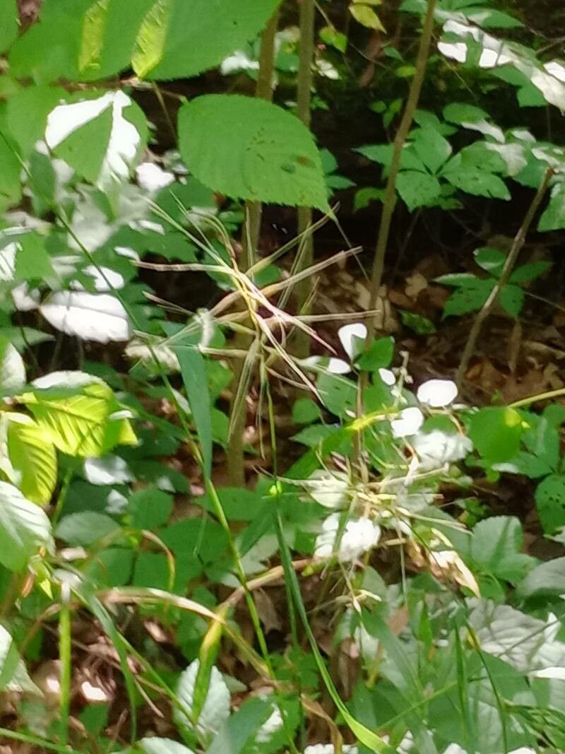 Elymus hystrix flower