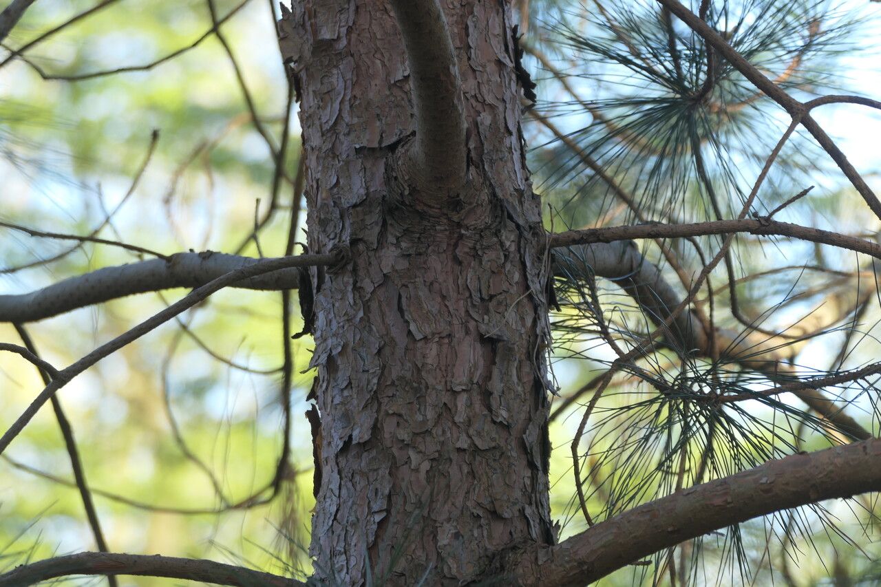 Pinus massoniana bark
