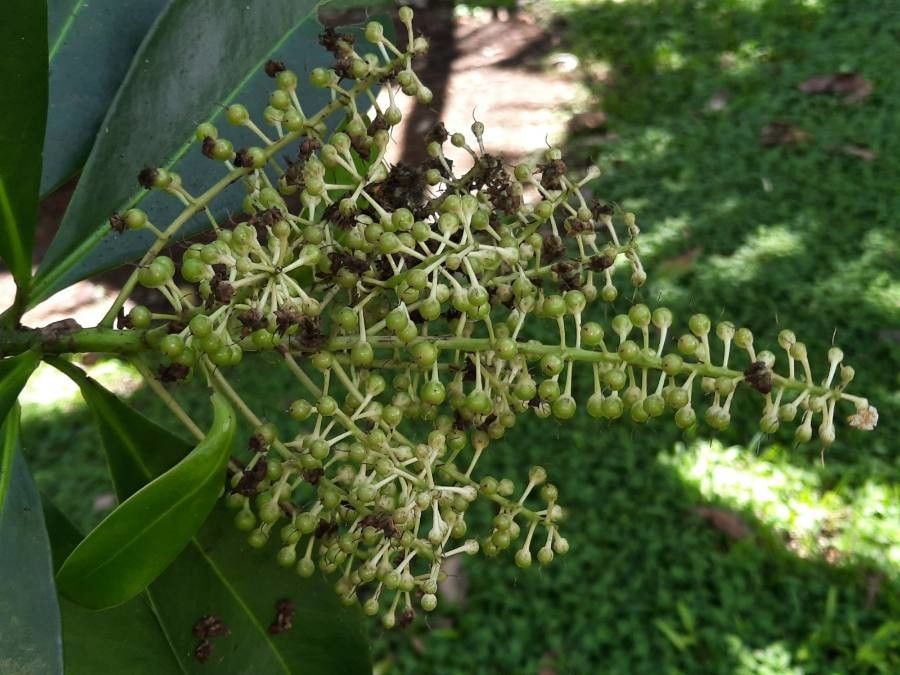 Ardisia compressa fruit