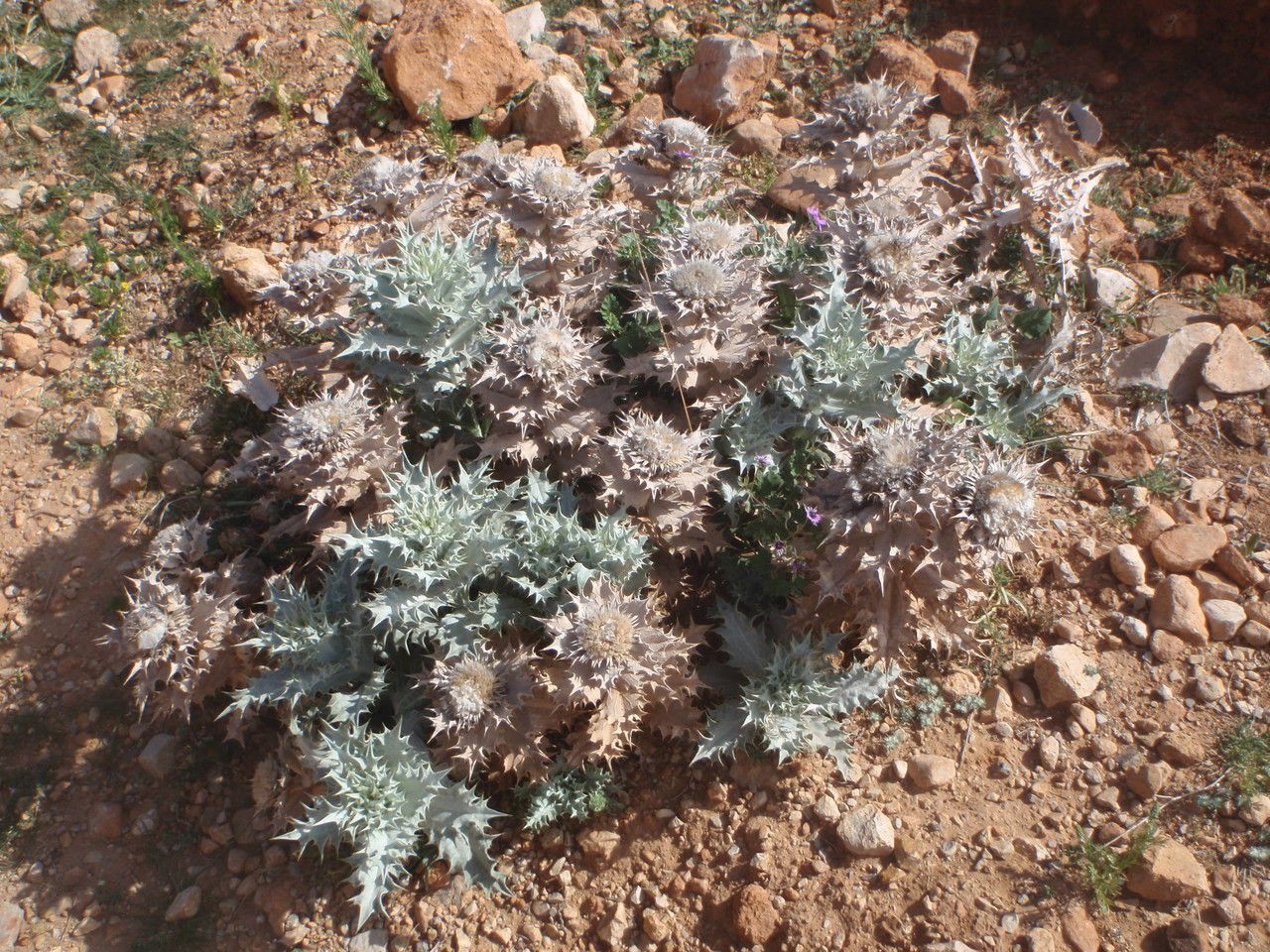 Carlina macrophylla — search result for 'Carlina'