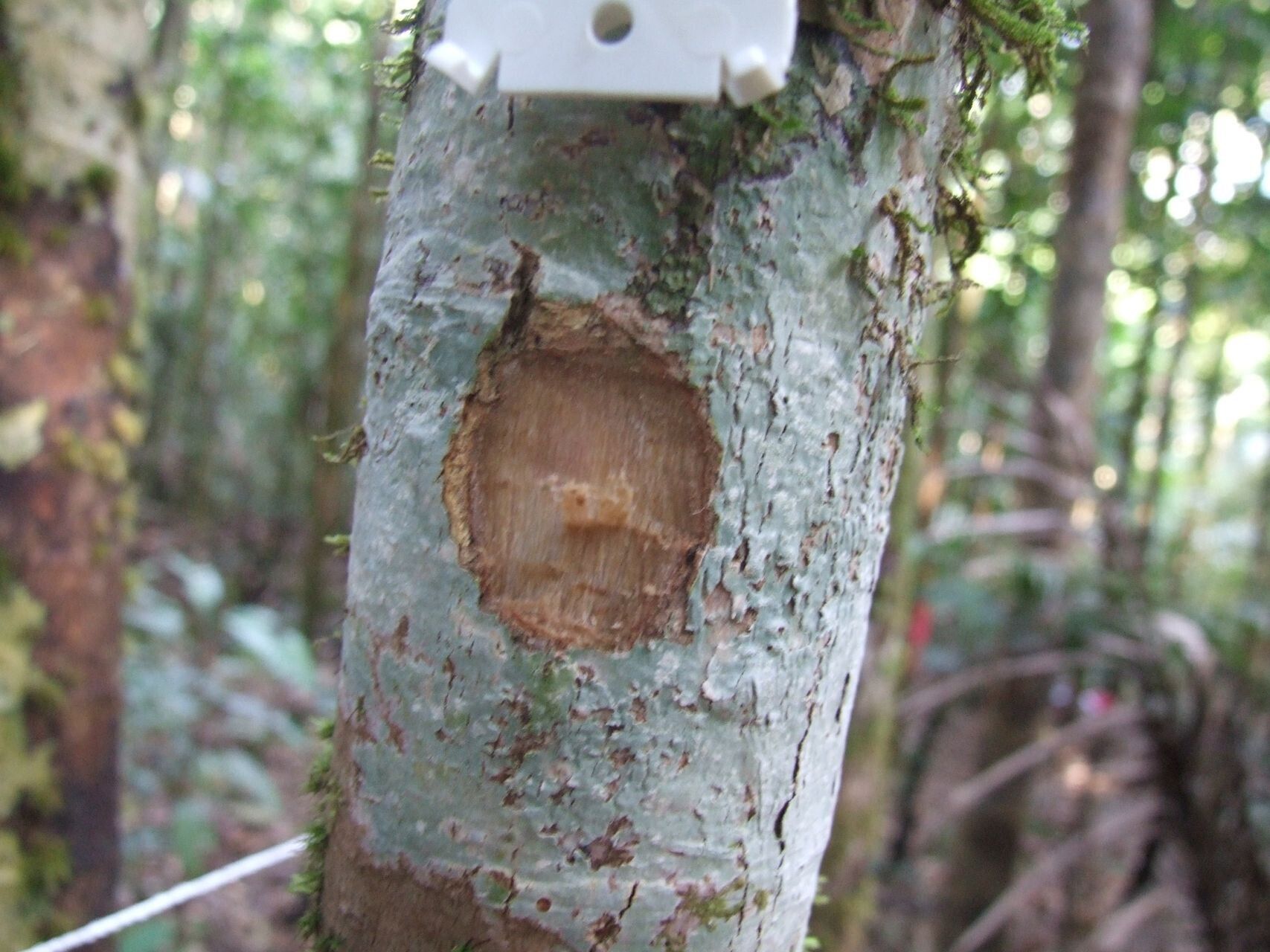 Syzygium aoupinianum — houseplant care guide