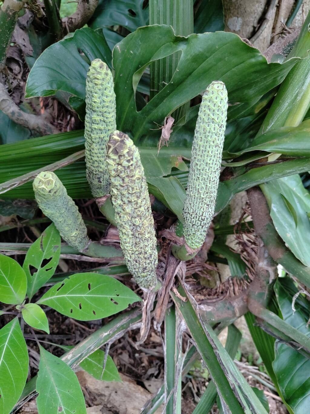 Monstera punctulata flower