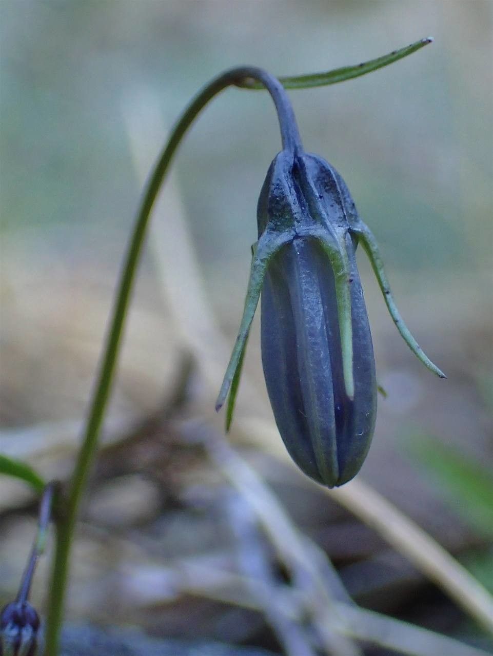 Campanula cochleariifolia fruit