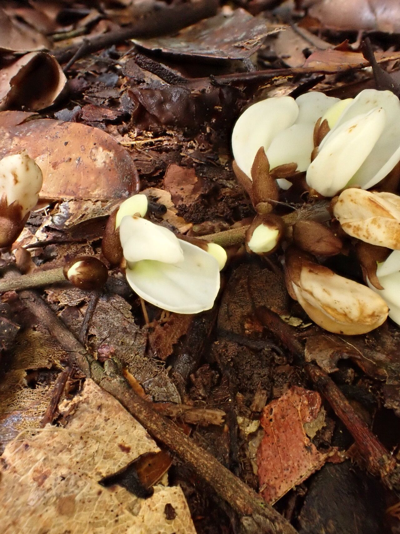 Millettia harmsiana flower