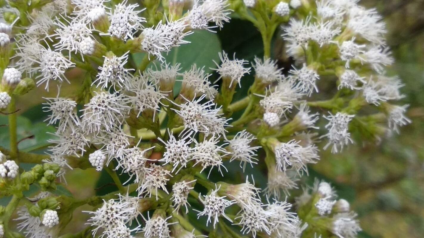 Ageratina aristei flower