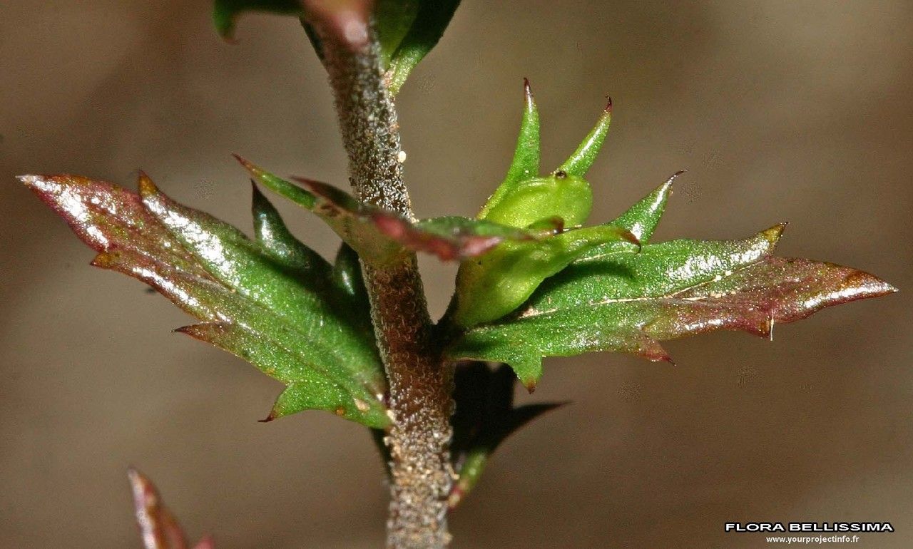 Euphrasia nemorosa fruit