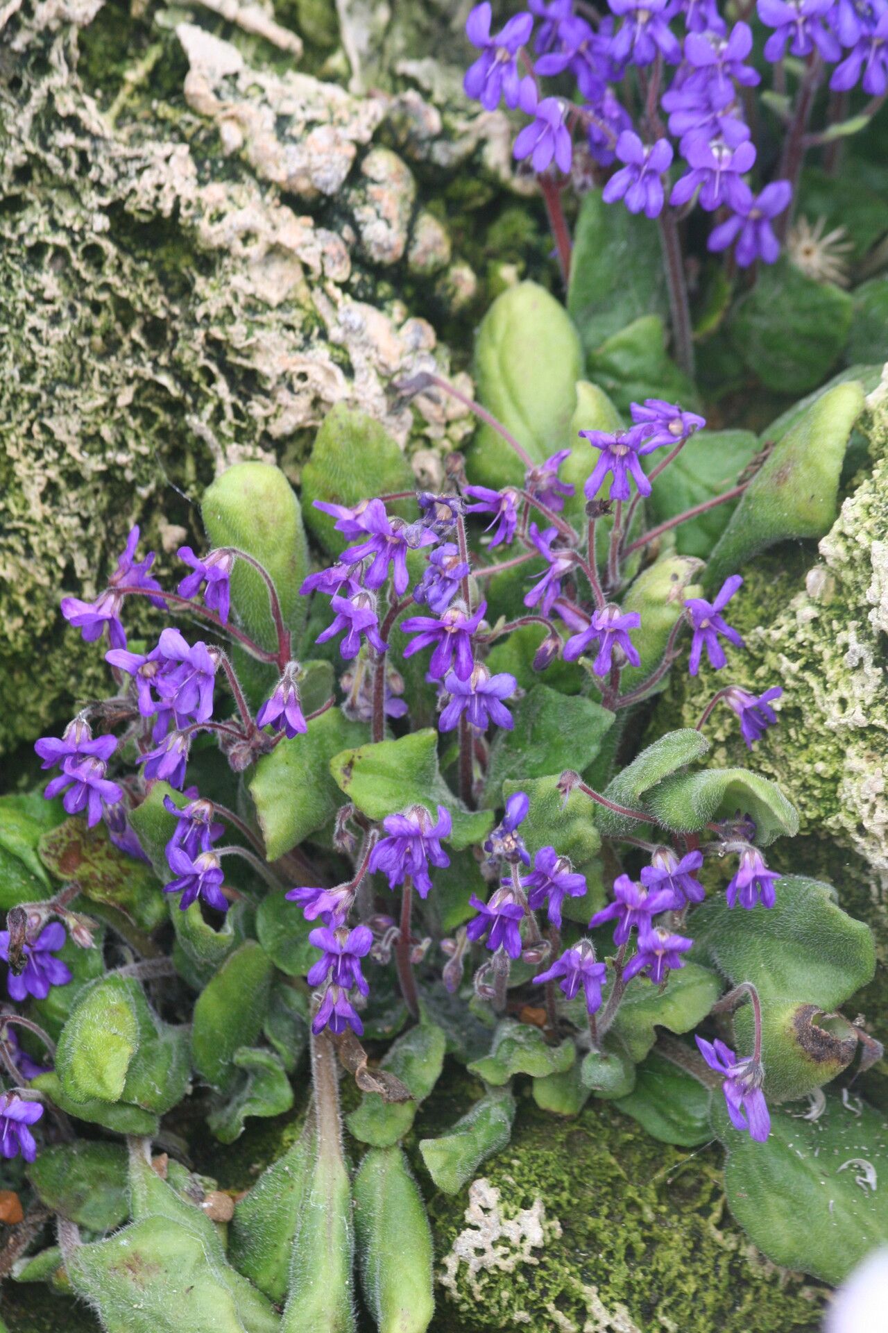 Petrocosmea nervosa — houseplant care guide