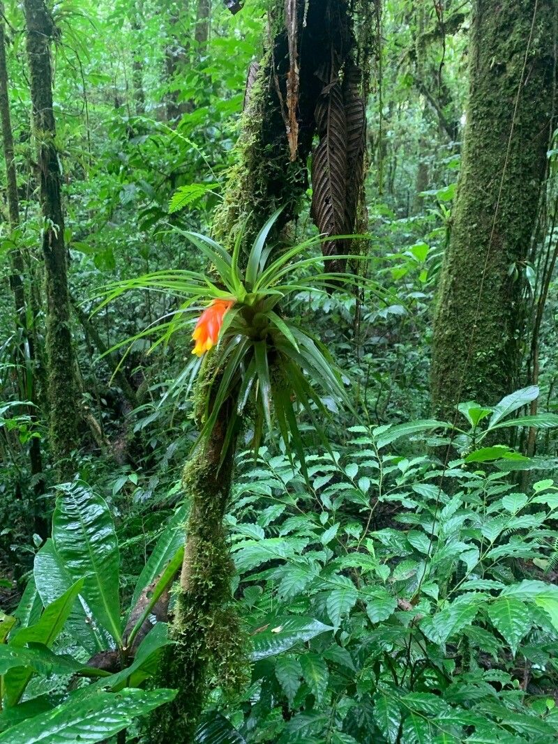 Guzmania nicaraguensis — search result for 'Guzmania'