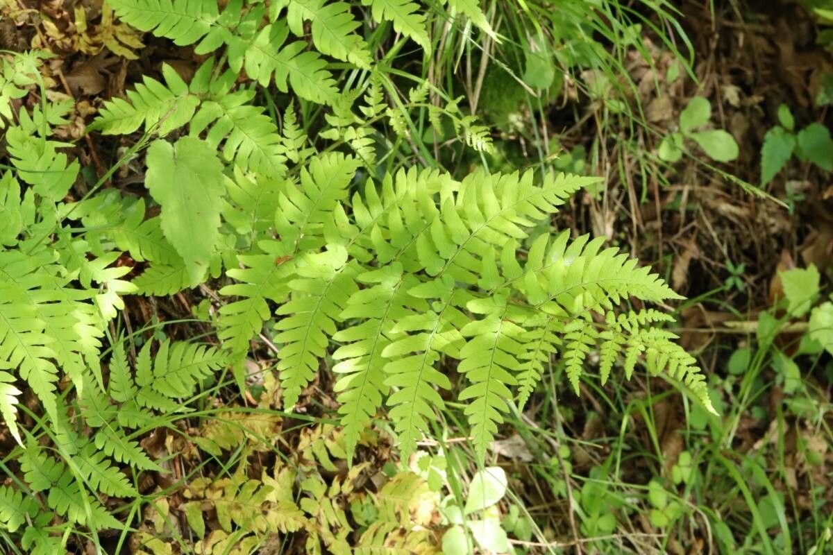 Dryopteris lacera — search result for 'Dryopteris'