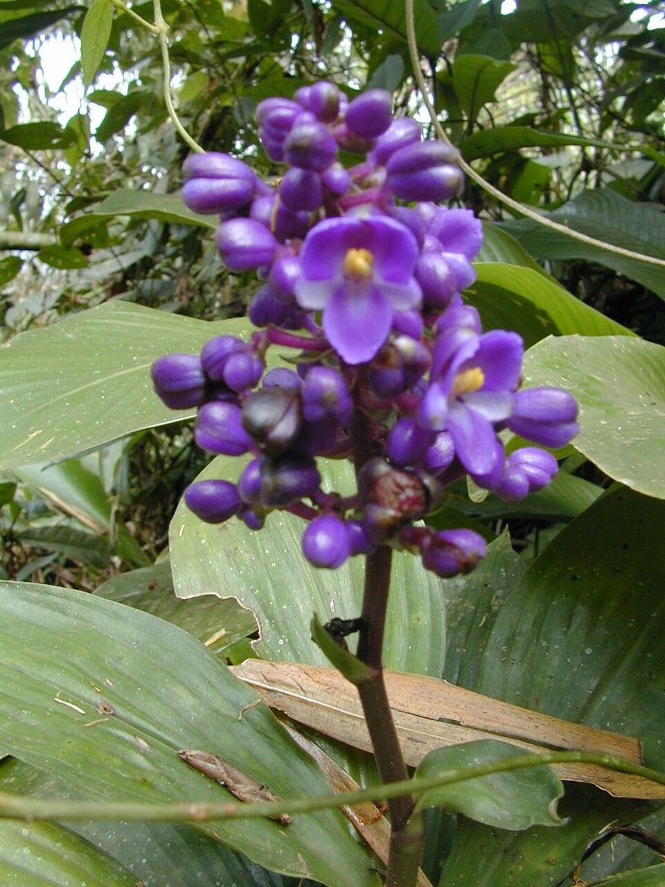 Dichorisandra paranaensis flower