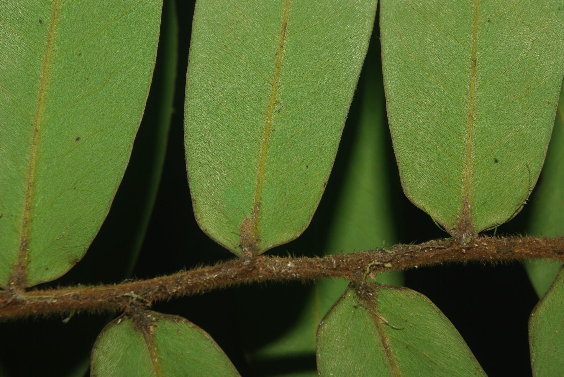 Xylopia letestui leaf