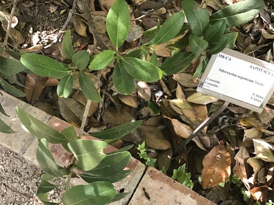 Chrysophyllum oliviforme — search result for 'Jamaica'