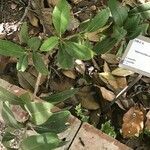 Chrysophyllum oliviforme