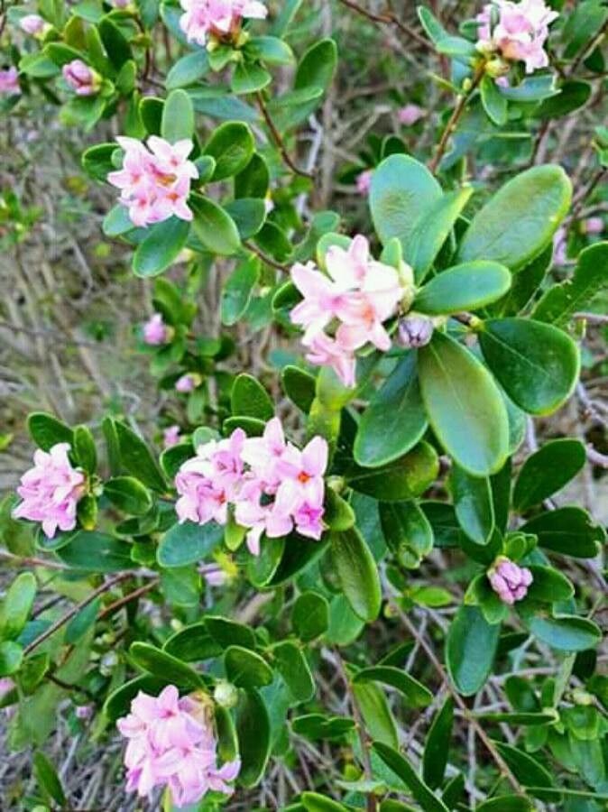 Daphne sericea flower