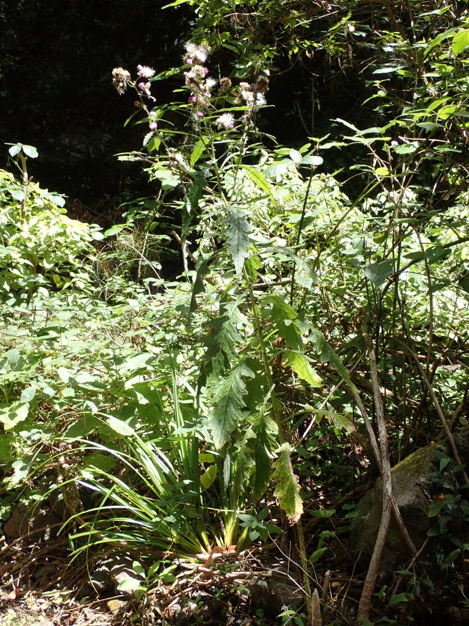 Carduus clavulatus habit