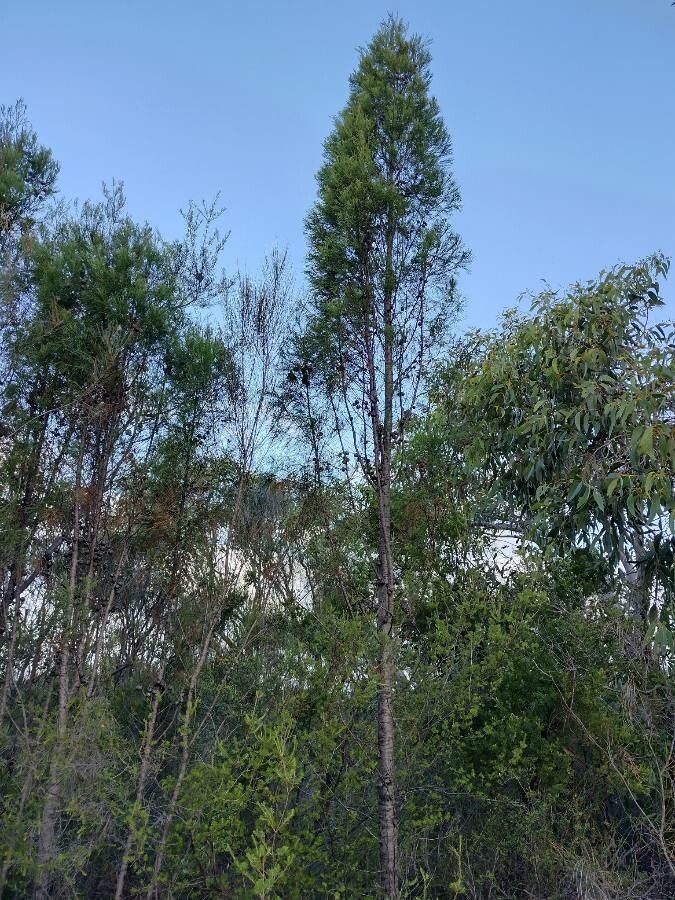 Callitris muelleri habit