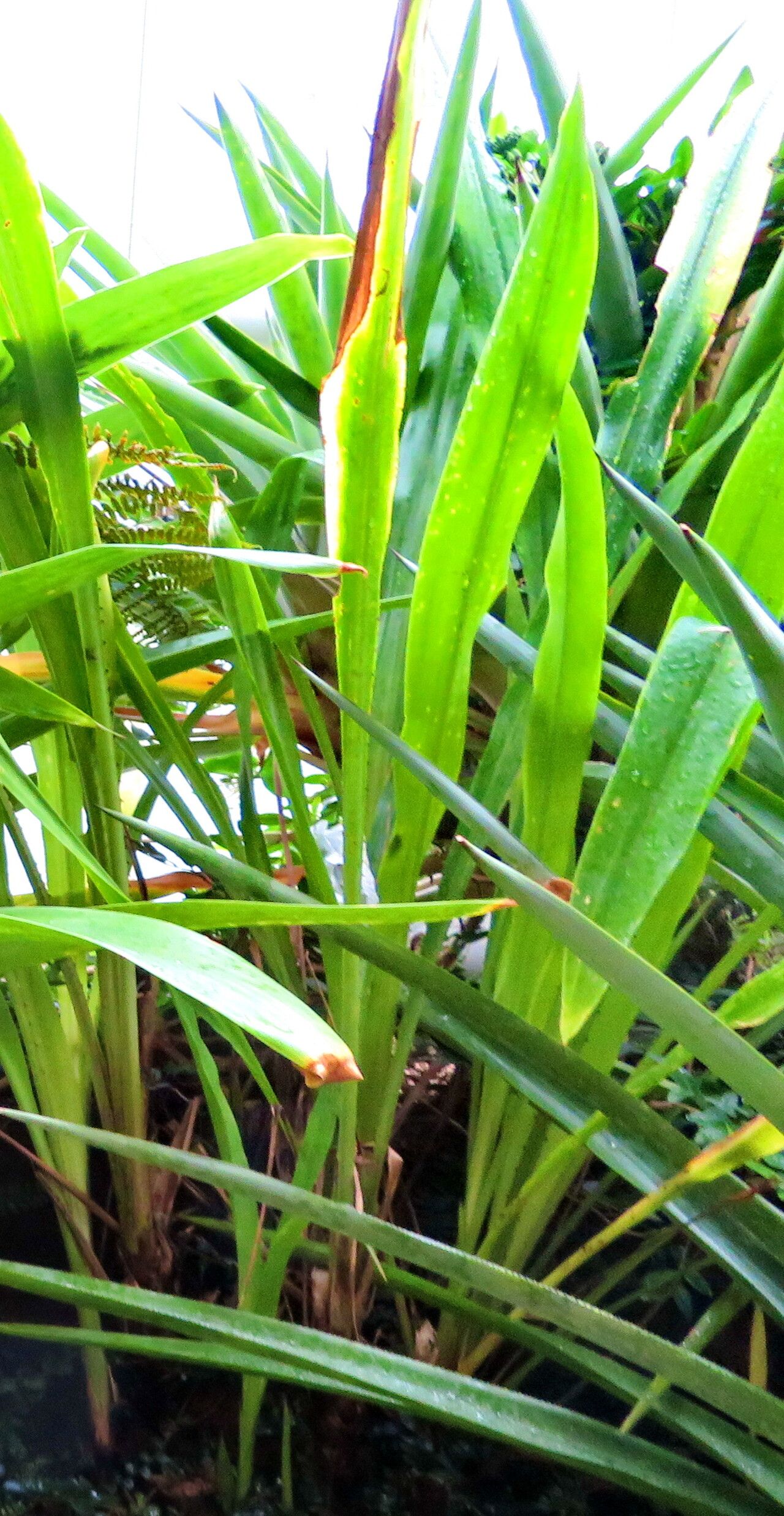 Pitcairnia sceptrigera — search result for 'Pitcairnia'
