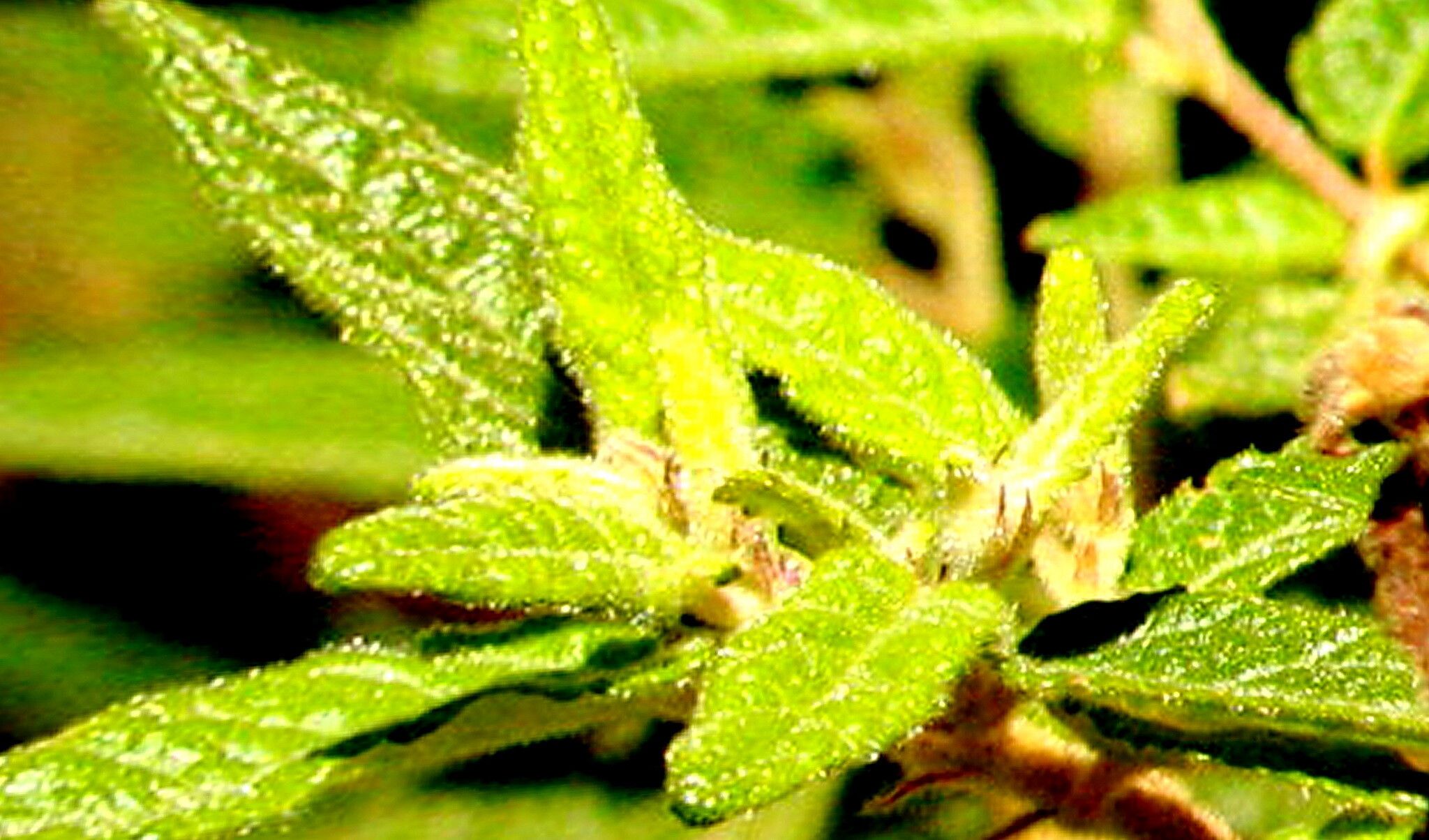 Commersonia breviseta — related species from the same genus