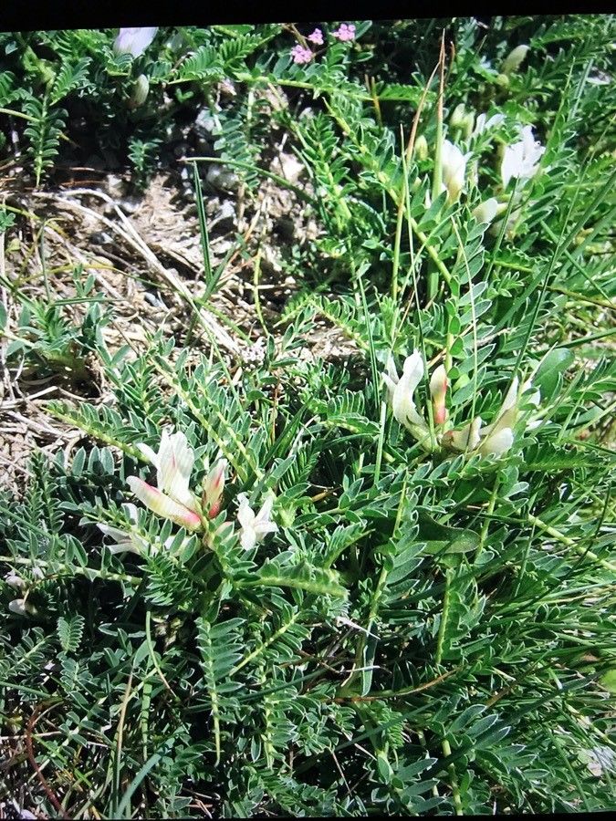 Astragalus genargenteus flower