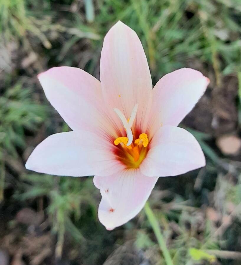 Habranthus martinezii flower