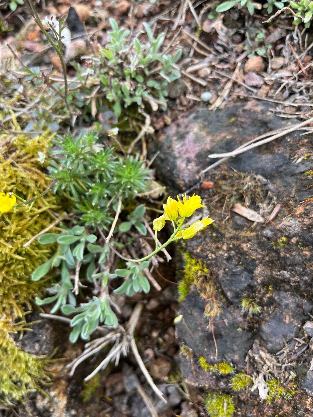 Draba paysonii flower