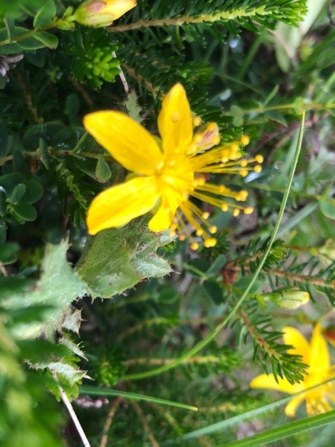 Hypericum humifusum flower