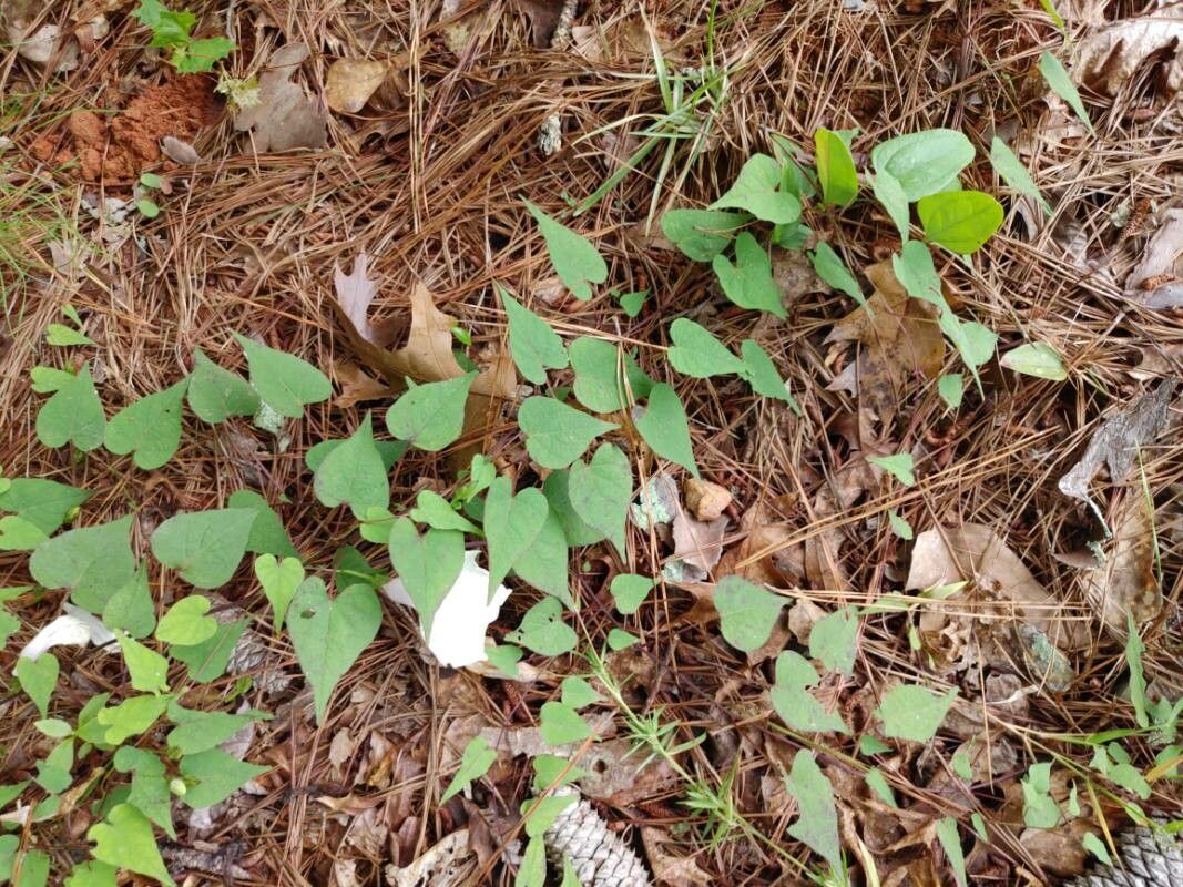 Ipomoea pandurata — search result for 'Ipomoea'