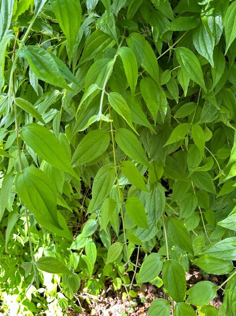 Philadelphus karwinskyanus leaf