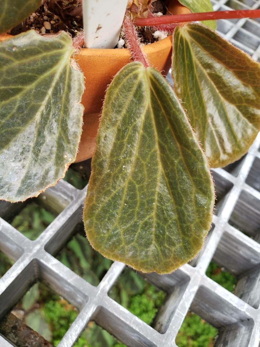 Begonia blancii — houseplant care guide