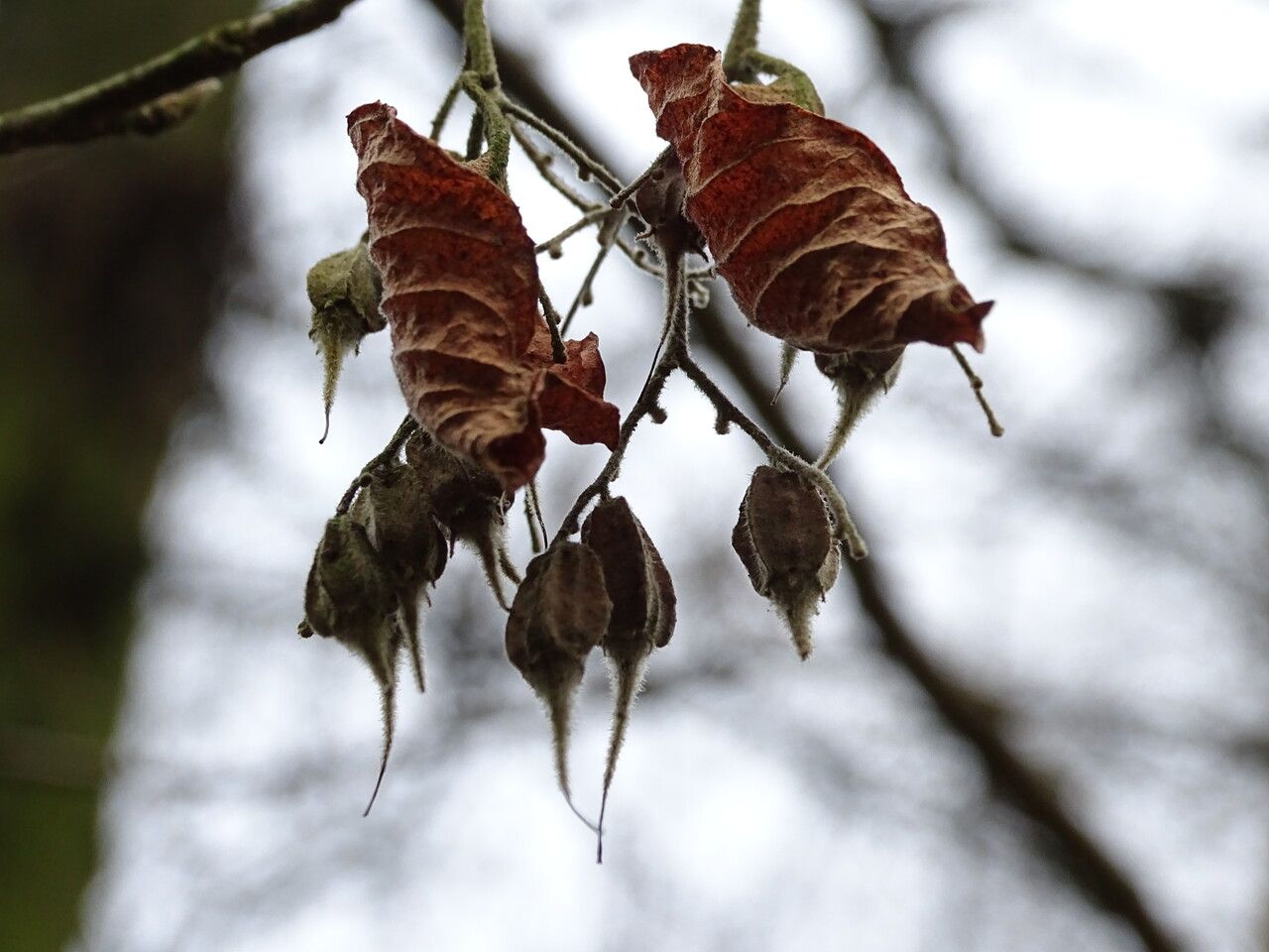 Pterostyrax corymbosus fruit