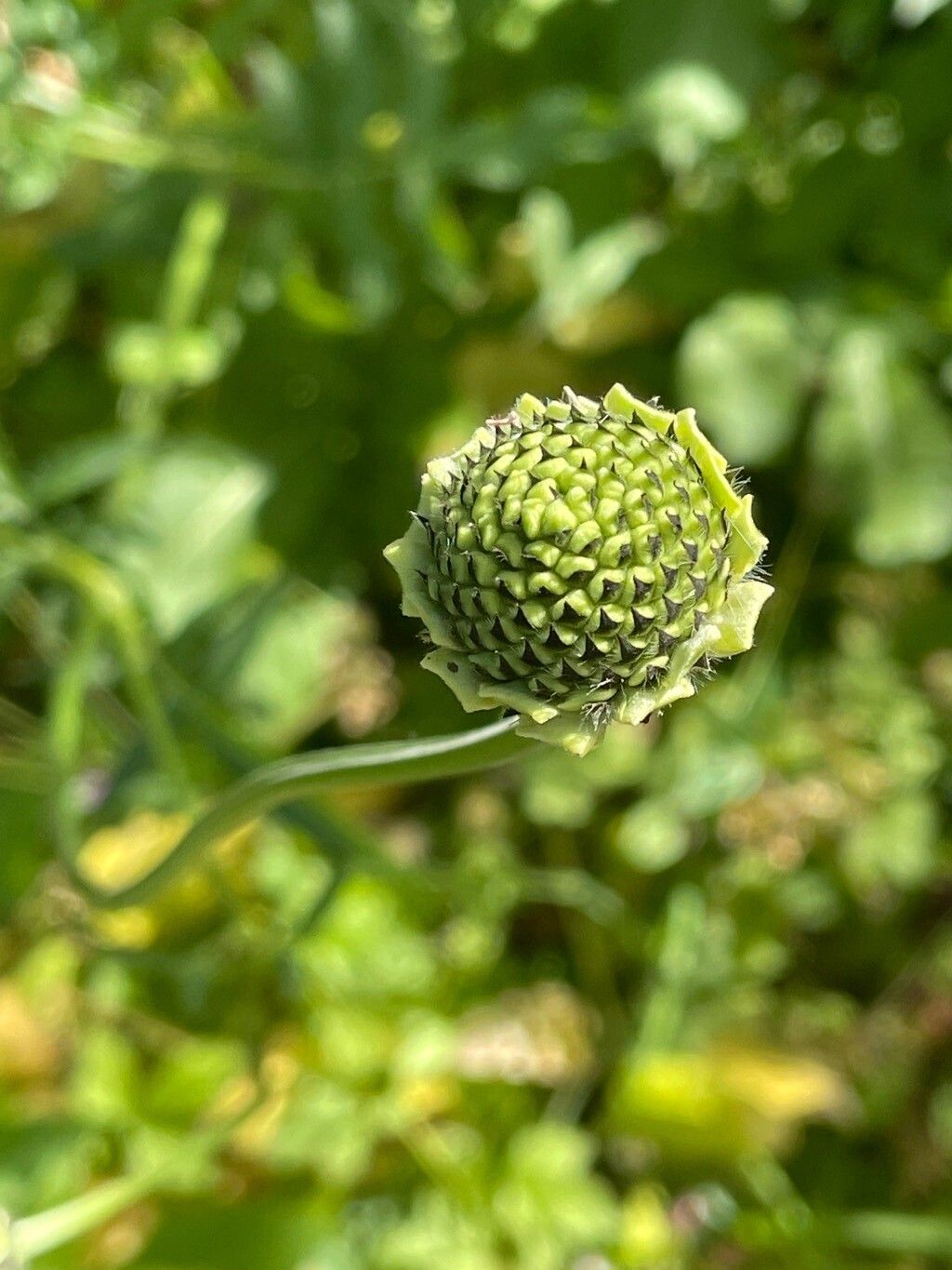 Cephalaria alpina flower