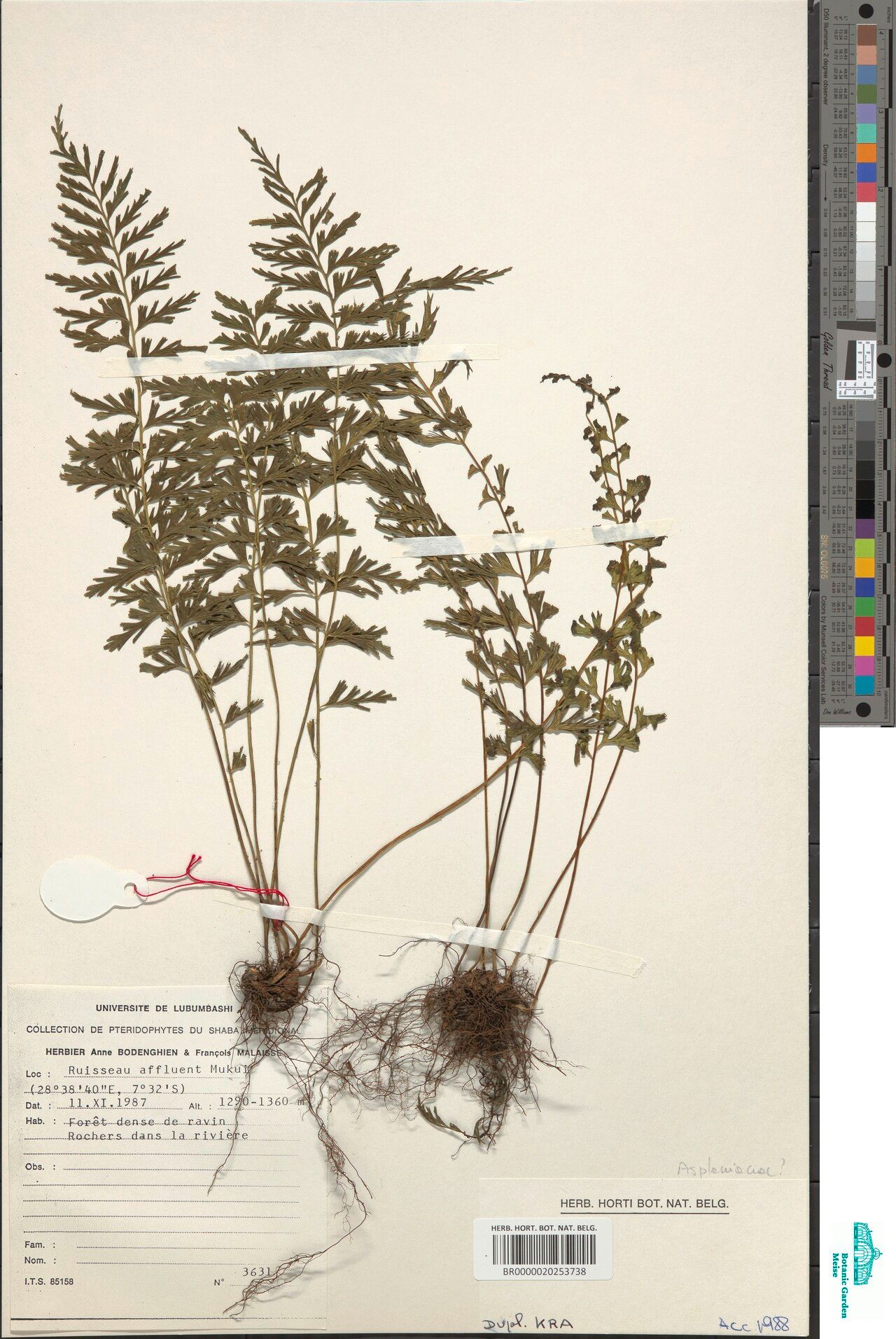 Asplenium reekmansii — houseplant care guide