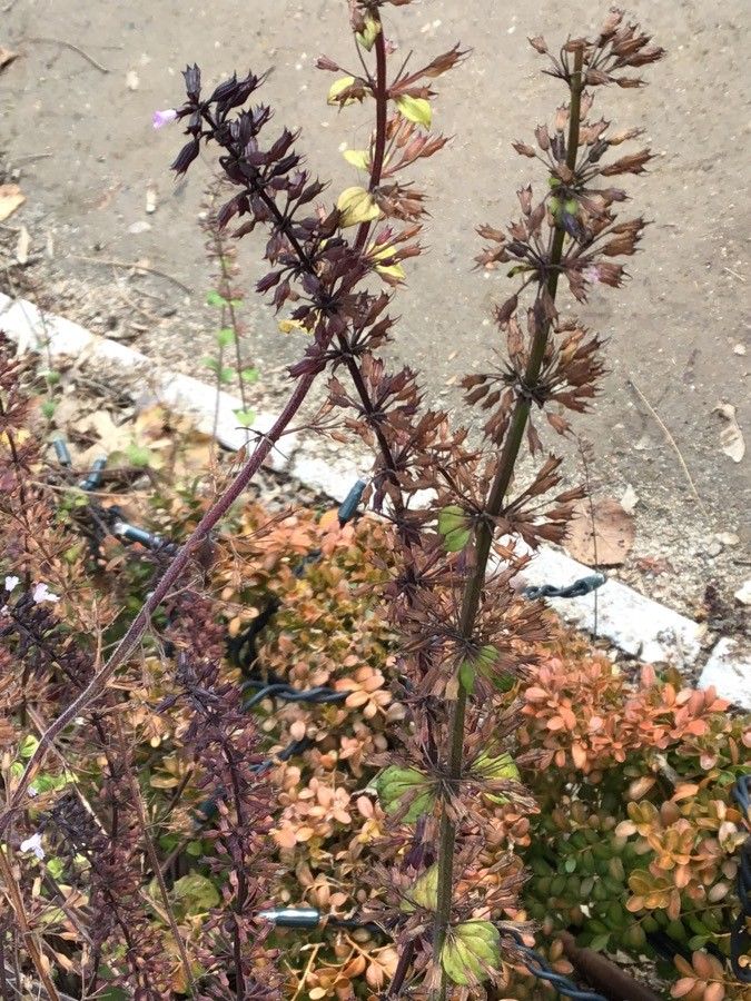 Calamintha nepeta fruit