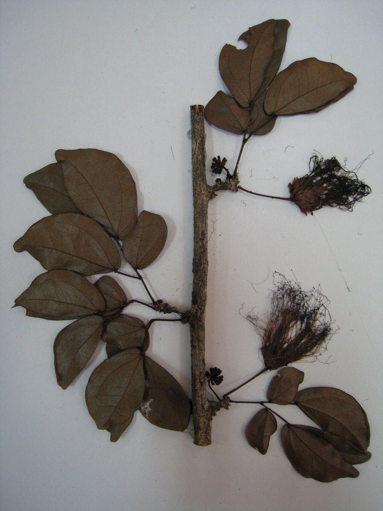 Calliandra hymenaeodes other