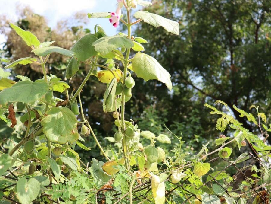 Martynia annua fruit