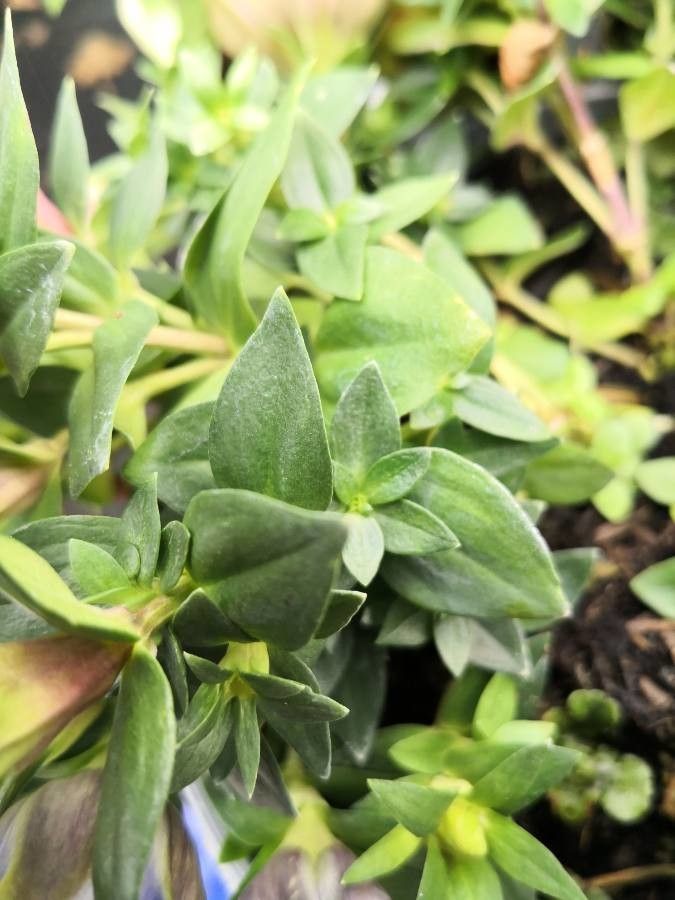 Gentiana scabra — search result for 'Gentianaceae'
