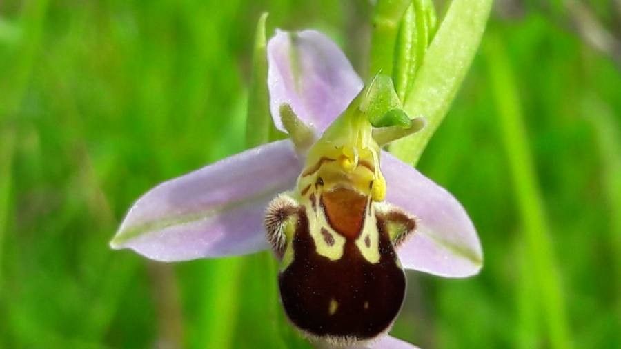 Ophrys apifera flower