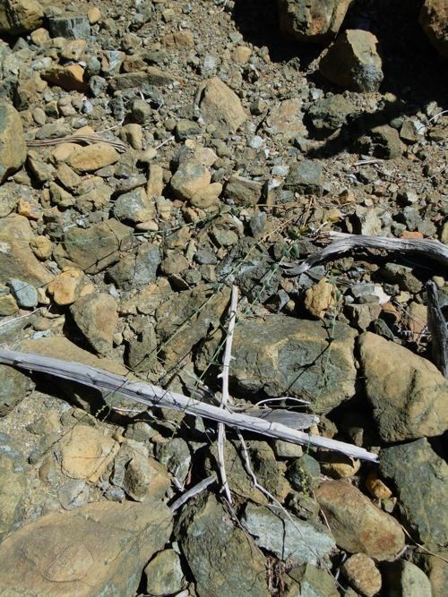 Streptanthus morrisonii habit