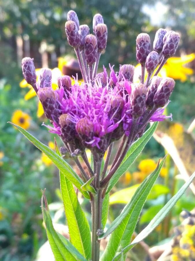 Vernonia fasciculata flower