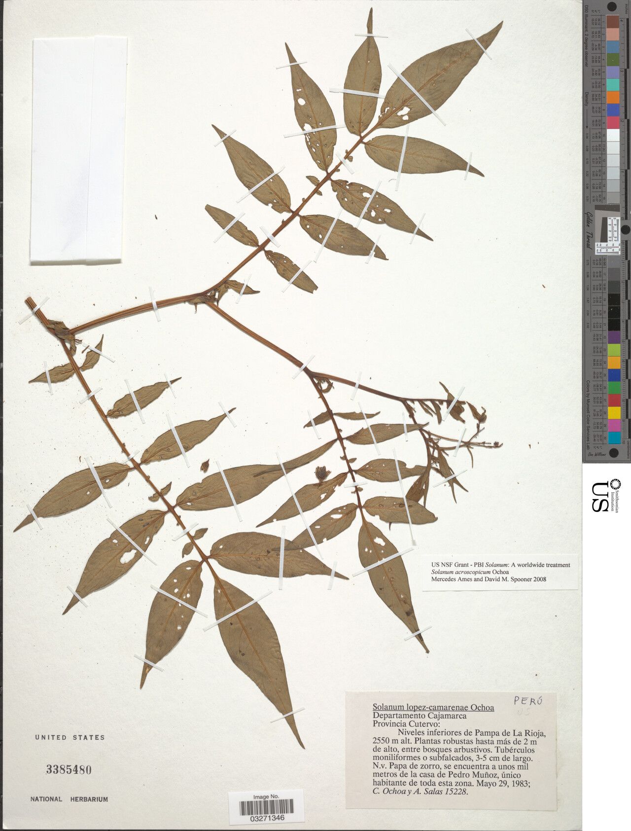 Solanum acroscopicum — houseplant care guide