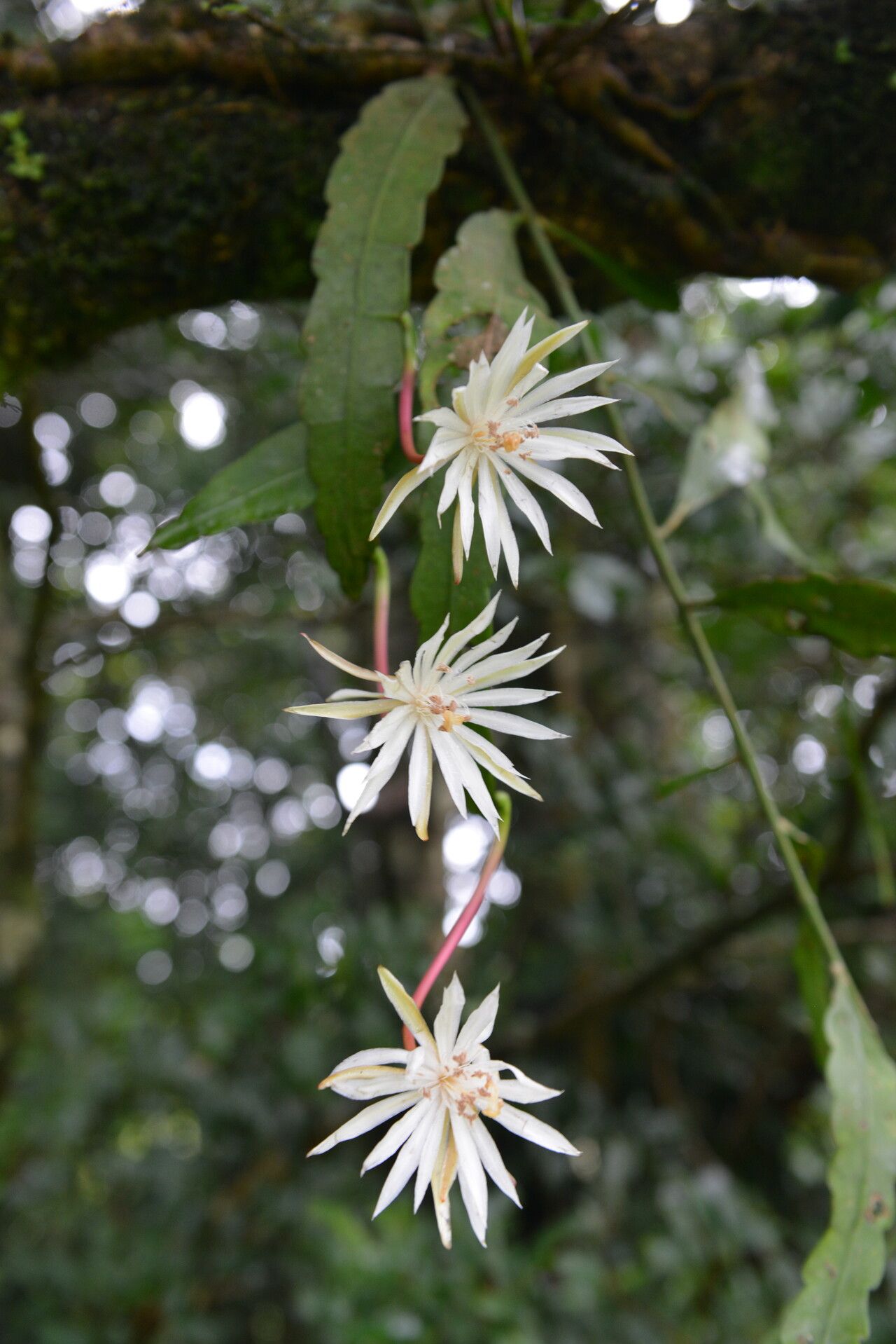 Epiphyllum cartagense flower