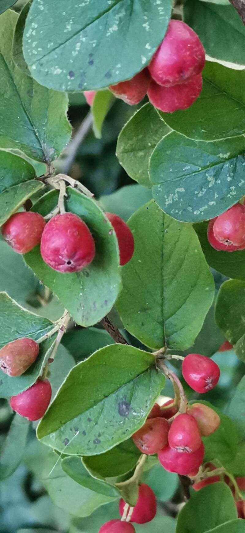 Cotoneaster fangianus fruit
