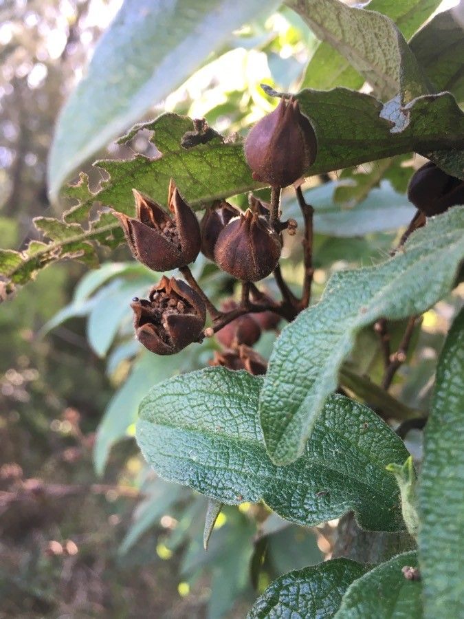 Cistus symphytifolius fruit