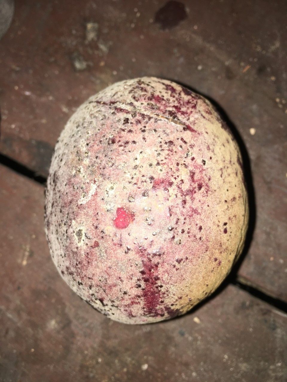 Terminalia kaernbachii fruit