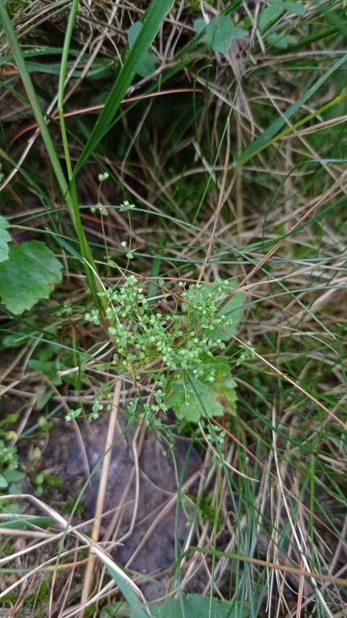 Radiola linoides leaf