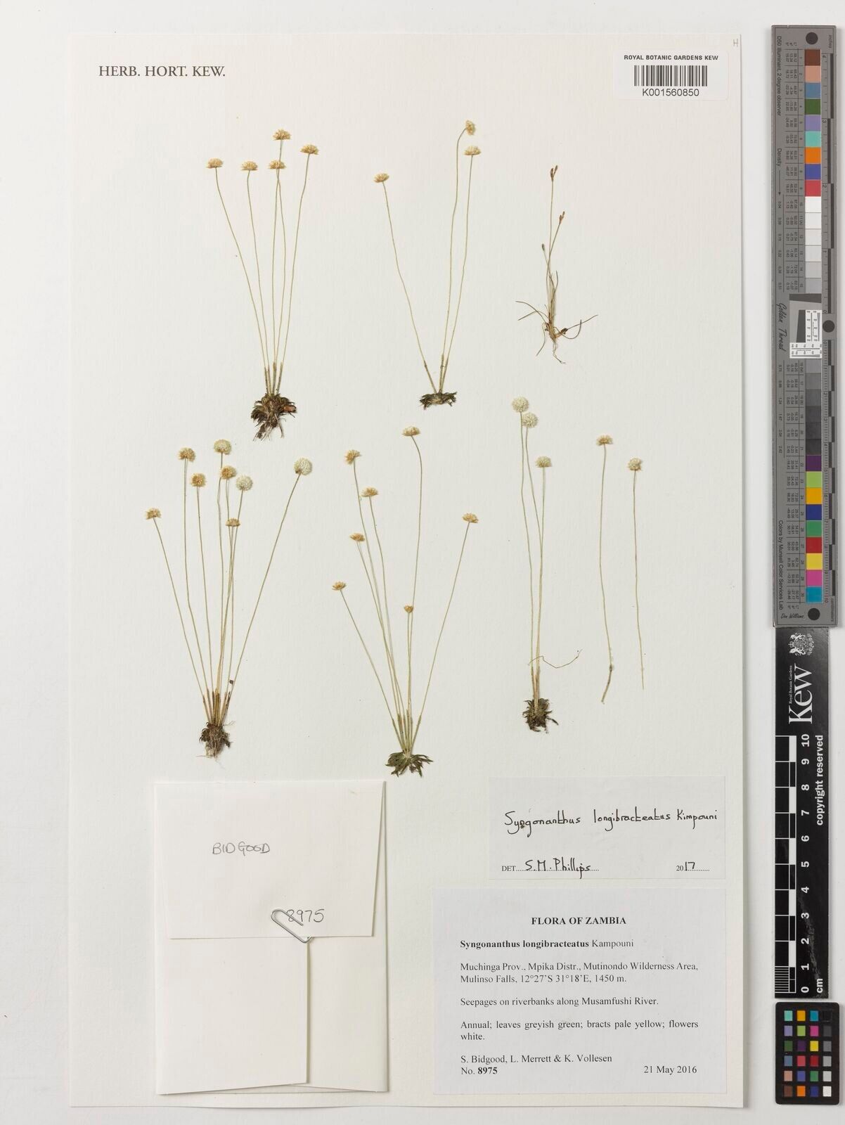 Syngonanthus longibracteatus — houseplant care guide