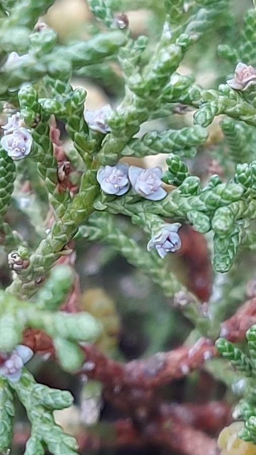 Juniperus osteosperma flower