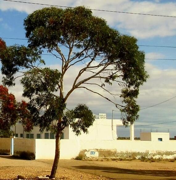Eucalyptus torquata — search result for 'Eucalyptus'