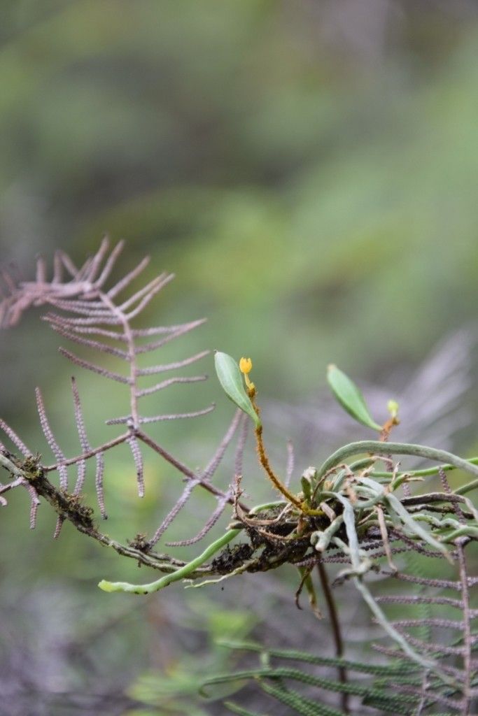 Taeniophyllum hirtum — related species from the same genus