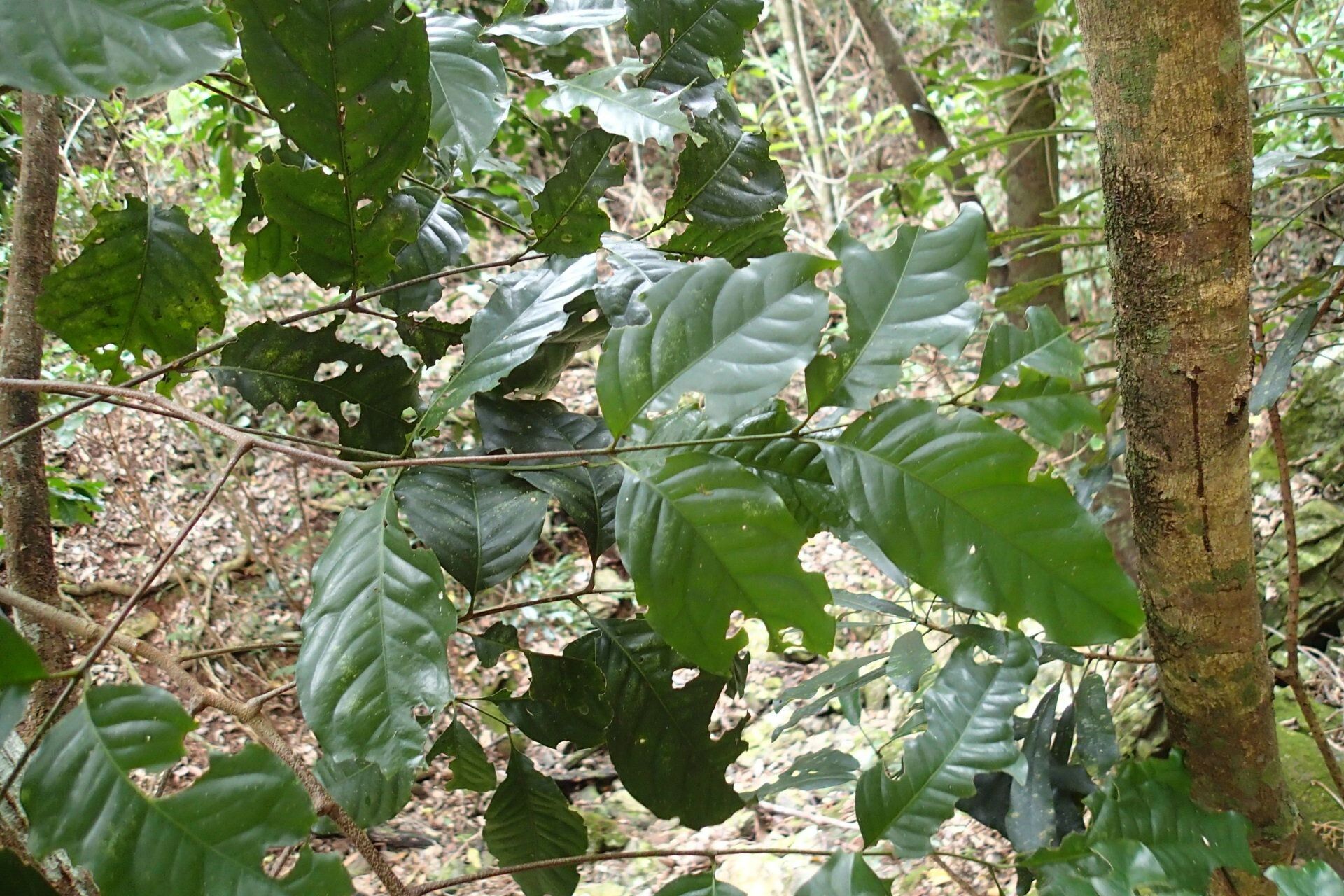 Didymocheton bijugus — related species from the same genus